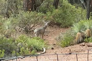 228 E Belluzzi Blvd, Payson, AZ 85541 - Photo 53