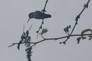 44323 N 12th St, New River, AZ 85087 - Photo 47