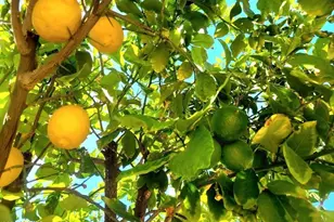 1916 N Jay St, Chandler, AZ 85225 - Photo 49