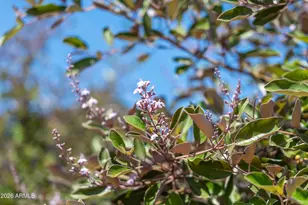 1916 N Jay St, Chandler, AZ 85225 - Photo 43