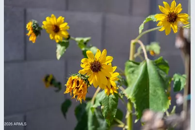 1916 N Jay Street, Chandler, AZ 85225 - Photo 49