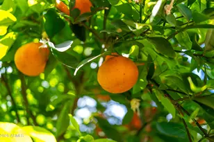 1916 N Jay St, Chandler, AZ 85225 - Photo 45