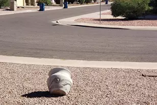 908 S Ocotillo Dr, Apache Junction, AZ 85120 - Photo 53