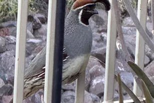 18821 E Blue Sky Dr, Rio Verde, AZ 85263 - Photo 31