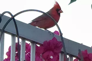 18821 E Blue Sky Dr, Rio Verde, AZ 85263 - Photo 29