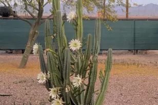 11983 E Tennyson Rd, Florence, AZ 85132 - Photo 45