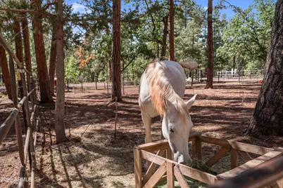 1659 Mormon Road, Happy Jack, AZ 86024 - Photo 37
