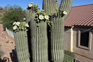 9526 E Obsidian Ct, Gold Canyon, AZ 85118 - Photo 19