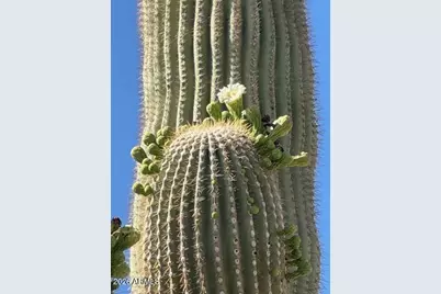 9526 E Obsidian Court, Gold Canyon, AZ 85118 - Photo 21