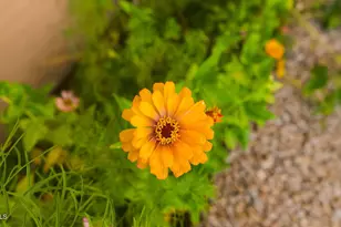 6906 E Laguna Azul Ave, Mesa, AZ 85209 - Photo 5