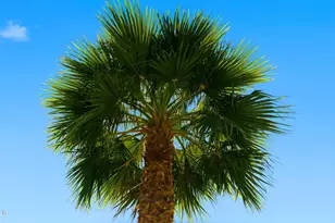 1643 N 22nd Pl, Phoenix, AZ 85006 - Photo 33