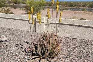 877 E Lancaster Cir, Florence, AZ 85132 - Photo 23