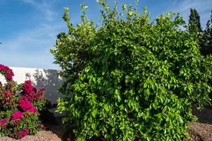 408 E Meadows Ln, Gilbert, AZ 85234 - Photo 31