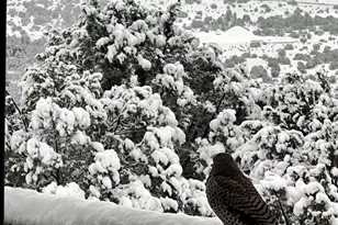 1720 E Sagebrush Rd, Williams, AZ 86046 - Photo 17