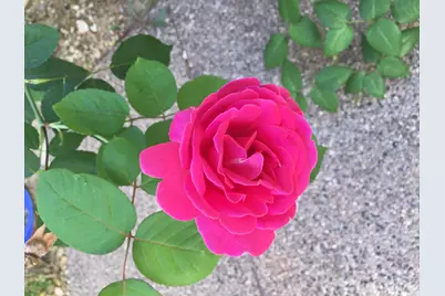 2732 W Florimond Road, Phoenix, AZ 85086 - Photo 5