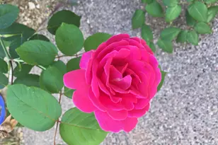 2732 W Florimond Rd, Phoenix, AZ 85086 - Photo 5