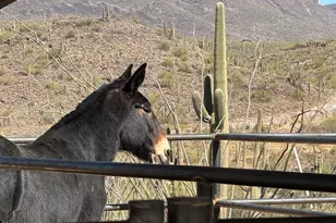 40445 N 32nd St, Cave Creek, AZ 85331 - Photo 55