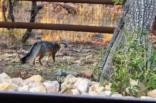 3408 Ponderosa Loop, Heber, AZ 85928 - Photo 57