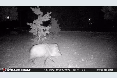 3408 Ponderosa Loop, Heber, AZ 85928 - Photo 55