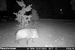 3408 Ponderosa Loop, Heber, AZ 85928 - Photo 55