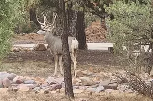 3408 Ponderosa Loop, Heber, AZ 85928 - Photo 53