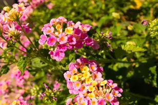 1530 E Charleston Ave, Phoenix, AZ 85022 - Photo 27