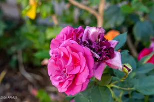 23307 N 97th Dr, Peoria, AZ 85383 - Photo 75