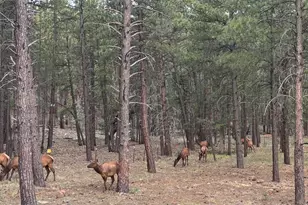 252 W Dawn Cir, Munds Park, AZ 86017 - Photo 71