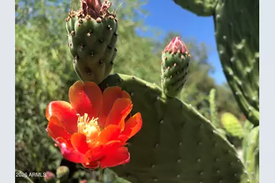 1121 W Aster Drive, Phoenix, AZ 85029 - Photo 89