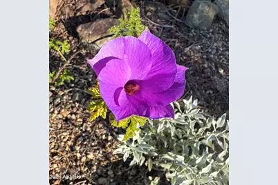 1121 W Aster Drive, Phoenix, AZ 85029 - Photo 83