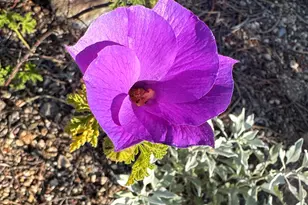 1121 W Aster Dr, Phoenix, AZ 85029 - Photo 83