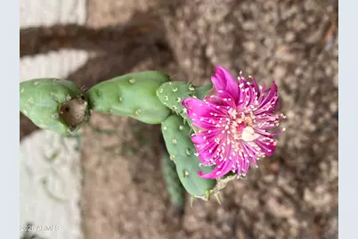 1121 W Aster Drive, Phoenix, AZ 85029 - Photo 87