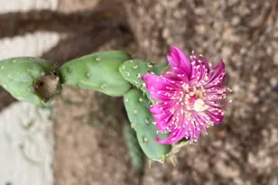 1121 W Aster Dr, Phoenix, AZ 85029 - Photo 87