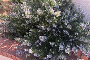 1121 W Aster Dr, Phoenix, AZ 85029 - Photo 91