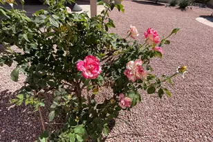 4377 E Coolbrook Ave, Phoenix, AZ 85032 - Photo 43