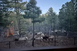 2311 S Sierra Park Trail, Show Low, AZ 85901 - Photo 43