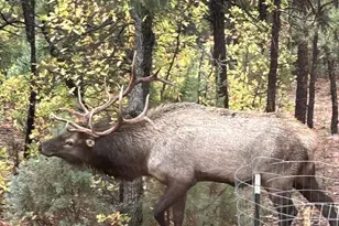 2311 S Sierra Park Trail, Show Low, AZ 85901 - Photo 39