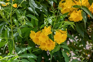 10433 W Mariposa Grande --, Peoria, AZ 85383 - Photo 115