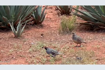 485 Mountain Shadows Drive, Sedona, AZ 86336 - Photo 45