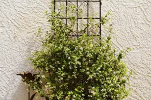 2322 S Rogers, Mesa, AZ 85202 - Photo 73