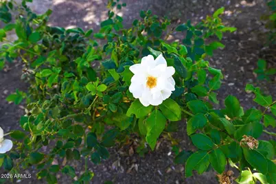 15336 W Charter Oak Road, Surprise, AZ 85379 - Photo 35