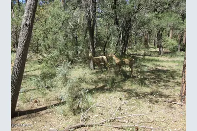 350 S Canyon Drive, Payson, AZ 85541 - Photo 19