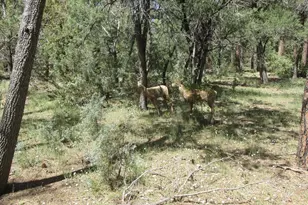 350 S Canyon Dr, Payson, AZ 85541 - Photo 19