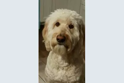 8881 E Gray Road, Scottsdale, AZ 85260 - Photo 39