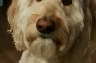 8881 E Gray Rd, Scottsdale, AZ 85260 - Photo 39