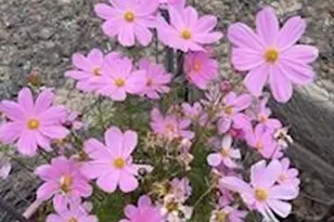 42320 N Walk About Trail, Seligman, AZ 86337 - Photo 61