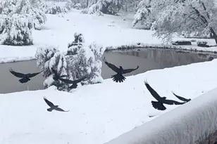 746 W Sleepy Hollow Ln, Payson, AZ 85541 - Photo 39