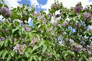 23277 S Demascus Rd, Crown King, AZ 86343 - Photo 47