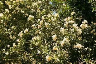 4405 E Estes Way, Phoenix, AZ 85044 - Photo 45