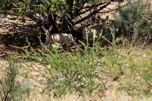 4655 E Kerry Dr, Rimrock, AZ 86335 - Photo 37